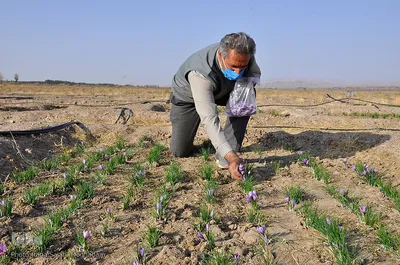 برداشت زعفران در خراسان‌جنوبی