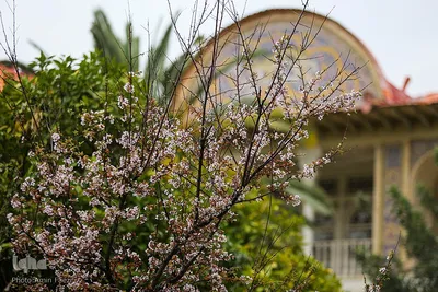 جلوه بهار در باغ ارم شیراز‎‎