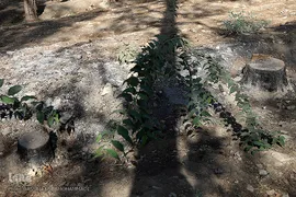 پارک جنگلی چیتگر