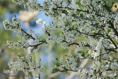 نرم نرمک می‌رسد اینک بهار