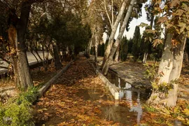 واپسین برگ‌ریزان پاییزی در دانشگاه تهران