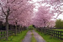 Koranische Verweise auf den Frühling mit Erinnerung an die Auferstehung