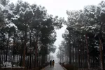 برف، رحمت الهی در سمنان