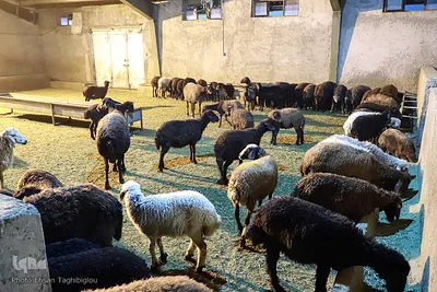 توزیع نذورات حسینیه اعظم زنجان