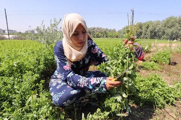Gaza: aviones israelíes lanzan productos químicos tóxicos en tierras de cultivo palestinas
