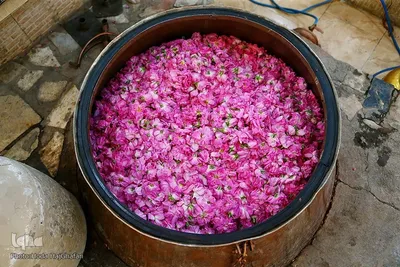 گلاب‌گیری در کاشان