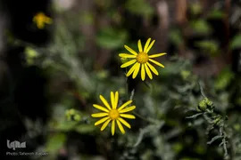 شکوفه های بهاری