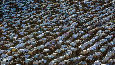 مراسم نماز عید قربان در جوار حرم امام حسین و برادرش عباس (ع)