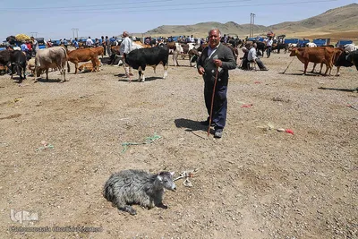 خرید دام زنده به مناسبت عید سعید قربان در اهر