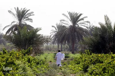 برداشت انگور در خوزستان