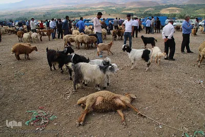 بازار دام دواب اهر در روز عید قربان