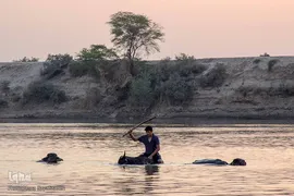 اینجا گاومیش‌آباد؛ محرومیت در خاک و آب و کسب روزی حلال