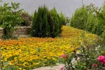 اردیبهشت باغ گل های شیراز‎‎
