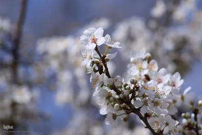 رویش شکوفه‌های زمستانی در شیراز