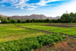 نبض زندگی در دل ناژوان