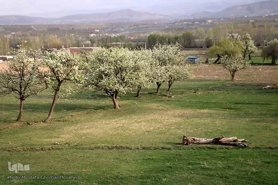 شکوفه های پیرترین درختان اهر