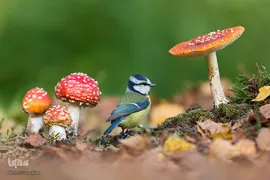 برندگان جوایز عکاسی حیات وحش انگلیس 2019