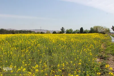 دشت کلزا، نقاشی زیبای طبیعت