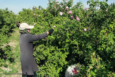 برداشت گل سرخ در خراسان جنوبی
