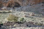 کوچ عشایر در فارس‎