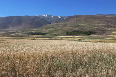 برداشت خوشه های طلایی - شهرستان اهر