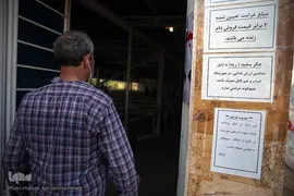 بازار عرضه دام سبک «آزادگان» شهرداری تهران در عید سعید قربان