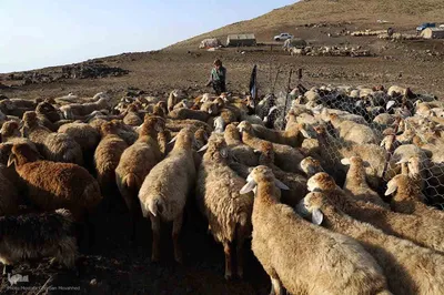 جلوه ای زیبا از زندگی عشایری و روستایی منطقه ارسباران و شهرستان اهر