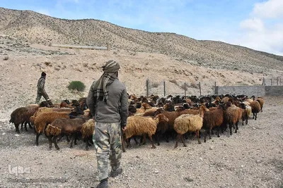 آیین سنتی «شیردوشان» در دیباج دامغان