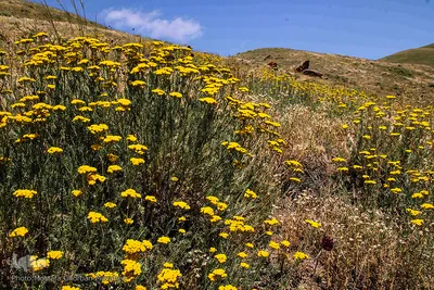 طبیعت ارتفاعات روستای مزرعه و قلعه شیور