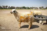 خرید و  فروش دام در روز عید قربان