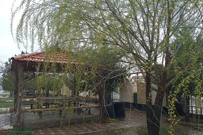 طراوت طبیعت اهر با بارش بهاری