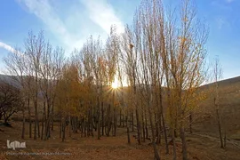 برگریزان پاییزی در همدان