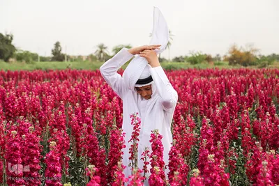 برداشت گل در حمیدیه