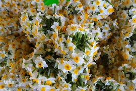 برداشت گل نرگس در بهبهان 