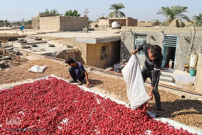 برداشت چای ترش در روستای «ابوالدبس» از توابع شهرستان کارون