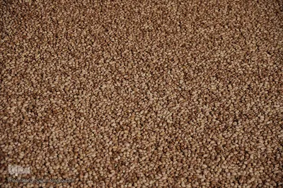 برداشت رزق حلال از باغات پسته