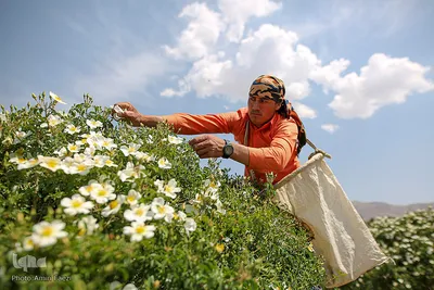 برداشت گل محمدی و گلابگیری سنتی در میمند فارس