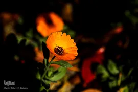 شکوفه های بهاری