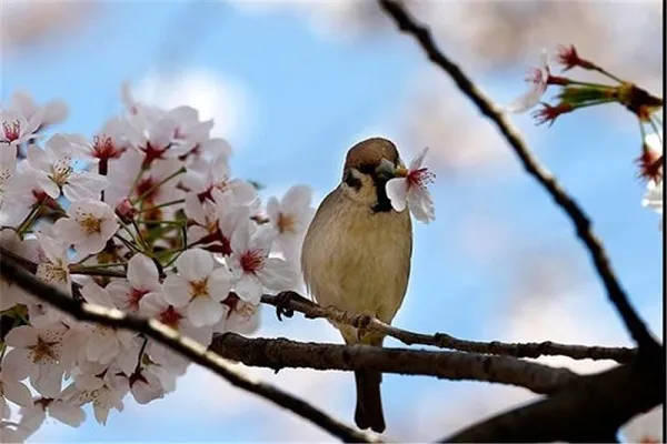 آیاتی در وصف بهار