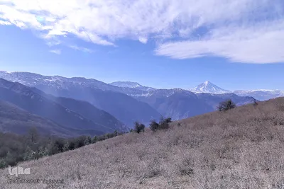 جنگل الیمستان