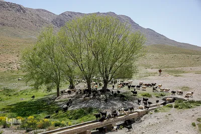 کوچ عشایر در فارس‎