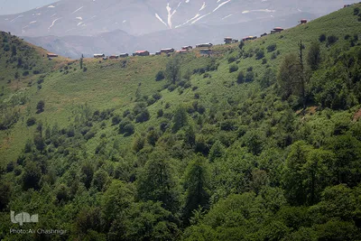 جنگل ، هدیه خدا (به بهانه ۸ مردادماه روز ملی جنگل)