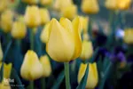 جشنواره گل‌های لاله در اراک