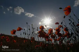روز قم