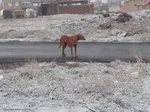 بارش برف زمستانی در اهر