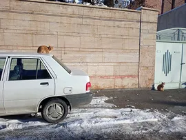 طبیعت زمستانی و روزهای سرد شهرستان اهر