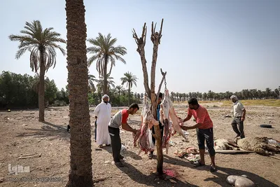 خرید و  فروش دام در روز عید قربان