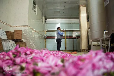 برداشت گل محمدی و گلاب گیری در میمند فارس‎‎