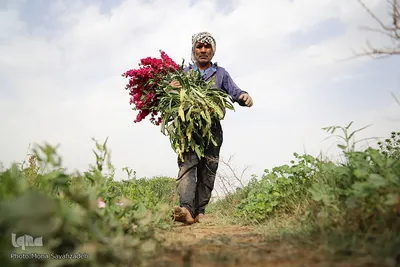 برداشت گل در حمیدیه