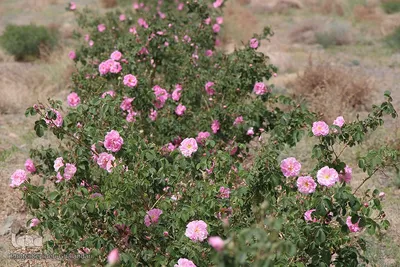 فصل عطر محمدی